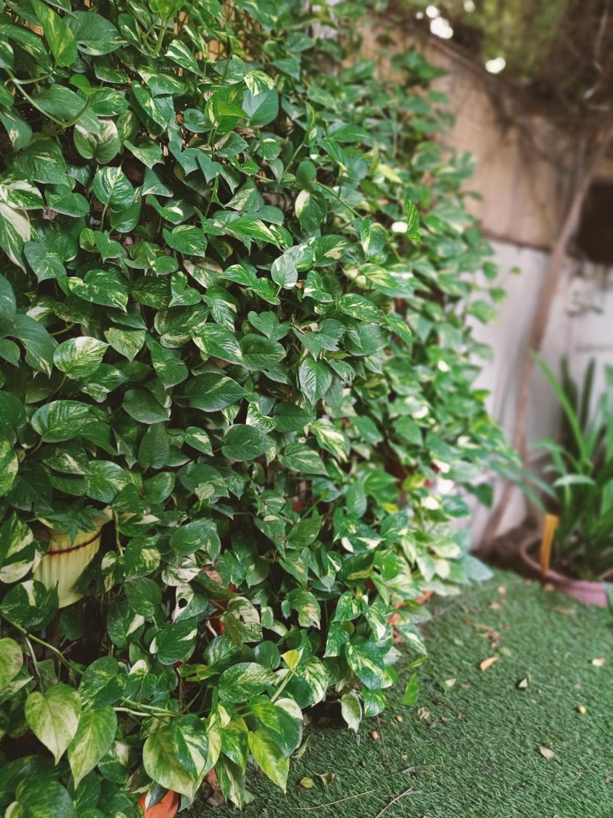 Srinekatan Heritage Villa Homestay Amhedabad Dış mekan fotoğraf